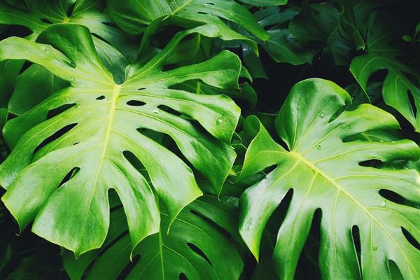 家里不可养殖龟背竹的原因，是由于植株的汁液含有毒性