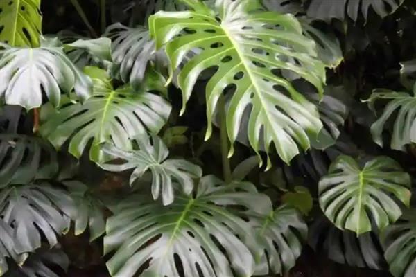 家里不可养殖龟背竹的原因，是由于植株的汁液含有毒性