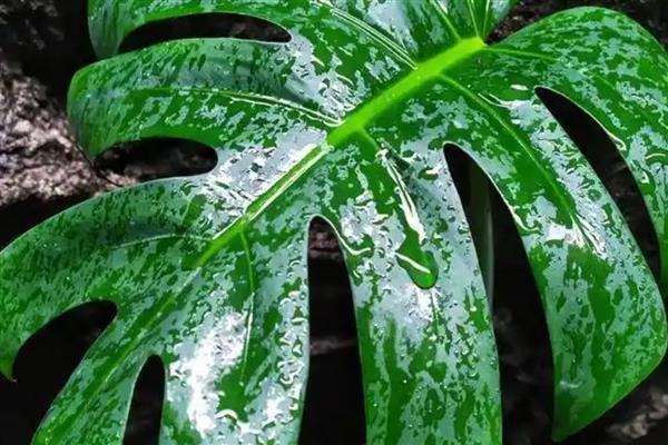 家里不可养殖龟背竹的原因，是由于植株的汁液含有毒性