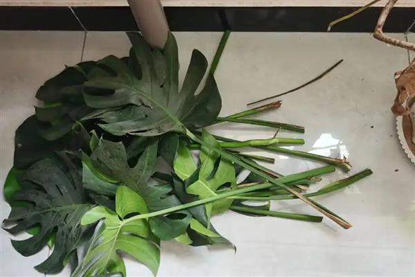 家里不可养殖龟背竹的原因，是由于植株的汁液含有毒性