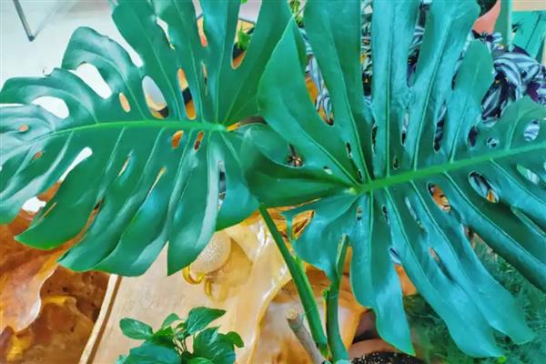 家里不可养殖龟背竹的原因，是由于植株的汁液含有毒性