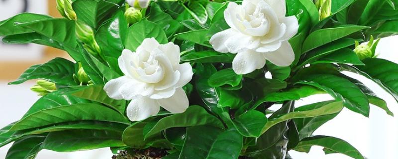 栀子花的浇水间隔，冬季每隔7天左右浇一次