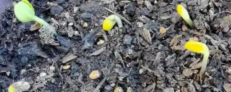 鲁冰花种子的种植方法，春季和秋季均可播种