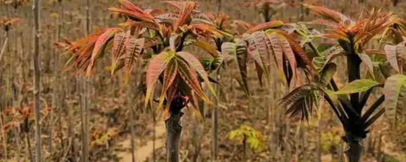 种植香椿的方法，种苗的株距不能小于15厘米