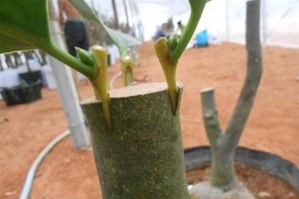 低产茶树怎么嫁接换种，一般采取劈接法或切接法