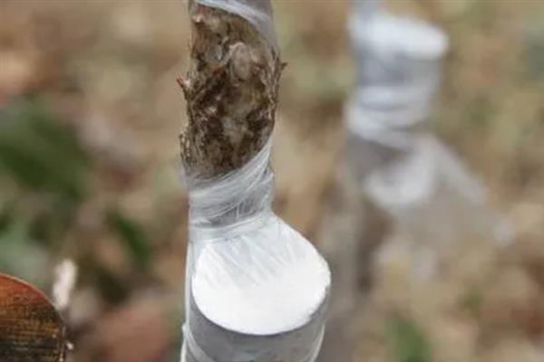 低产茶树怎么嫁接换种，一般采取劈接法或切接法