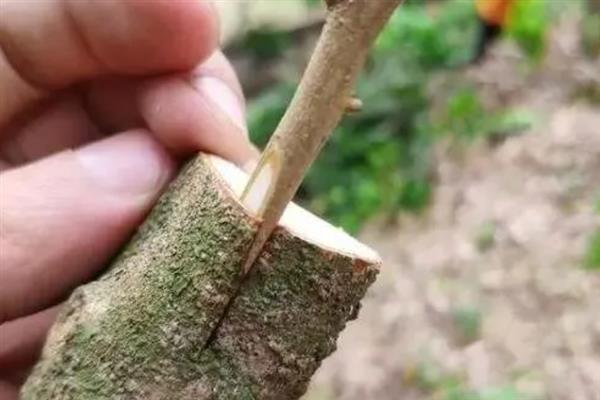 低产茶树怎么嫁接换种，一般采取劈接法或切接法