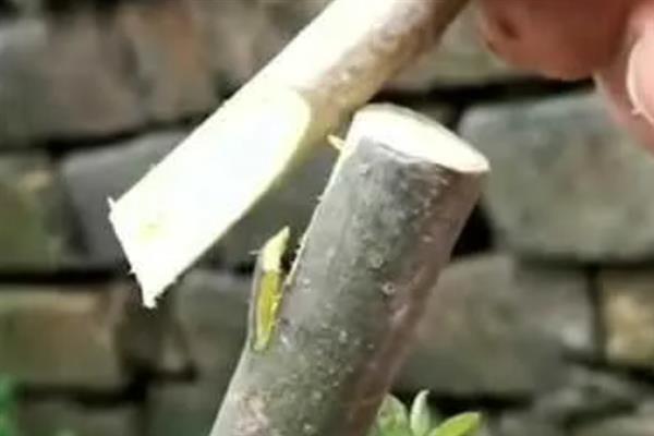 低产茶树怎么嫁接换种，一般采取劈接法或切接法
