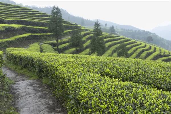 低产茶树怎么嫁接换种，一般采取劈接法或切接法