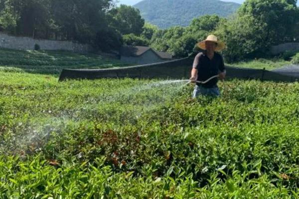 低产茶树怎么嫁接换种，一般采取劈接法或切接法