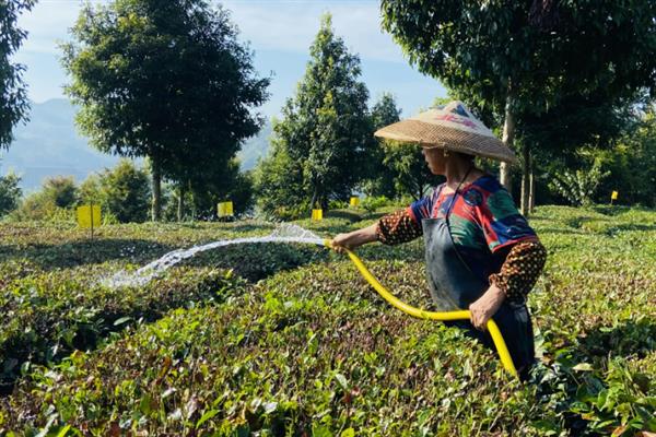 低产茶树怎么嫁接换种，一般采取劈接法或切接法