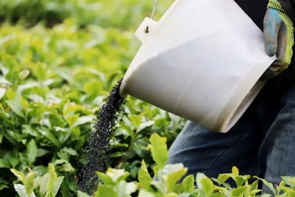 低产茶树怎么嫁接换种，一般采取劈接法或切接法