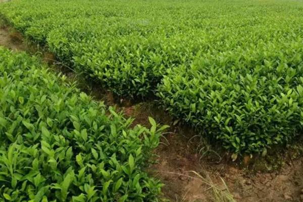 低产茶树怎么嫁接换种，一般采取劈接法或切接法