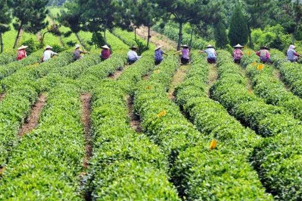 低产茶树怎么嫁接换种，一般采取劈接法或切接法