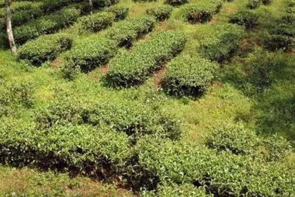 低产茶树怎么嫁接换种，一般采取劈接法或切接法