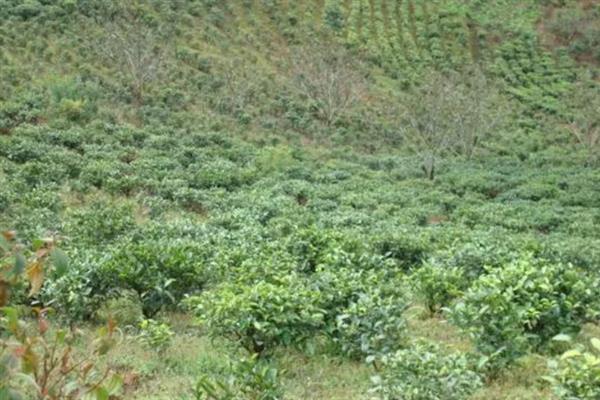 低产茶树怎么嫁接换种，一般采取劈接法或切接法