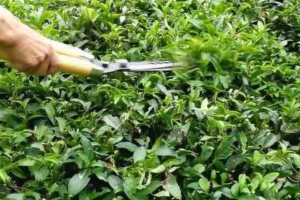 低产茶树怎么嫁接换种，一般采取劈接法或切接法
