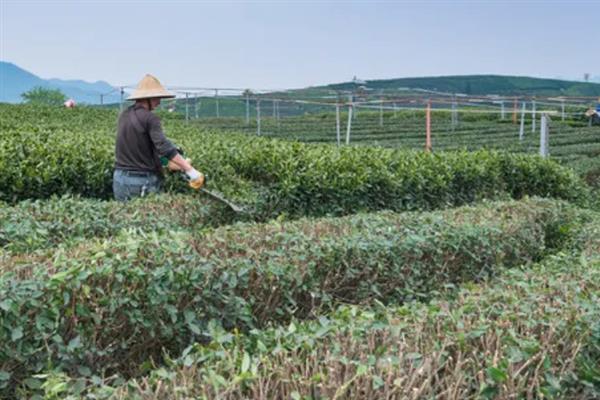 低产茶树怎么嫁接换种，一般采取劈接法或切接法
