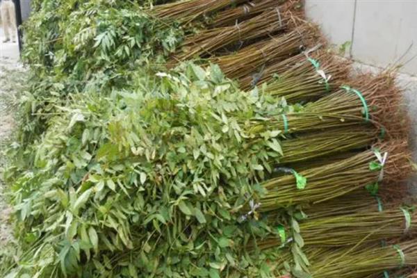 种植香椿的方法,种苗的株距不能小于15厘米