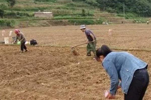 种植香椿的方法,种苗的株距不能小于15厘米