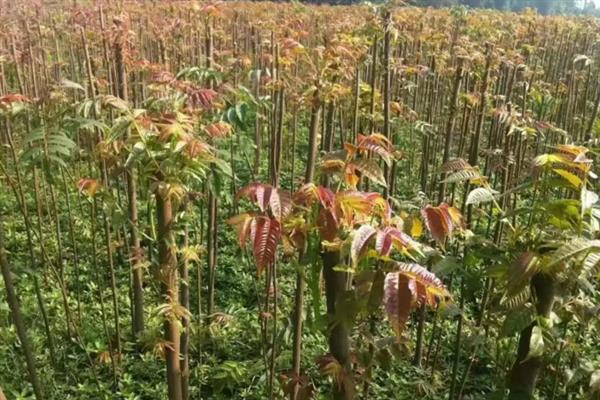 种植香椿的方法,种苗的株距不能小于15厘米
