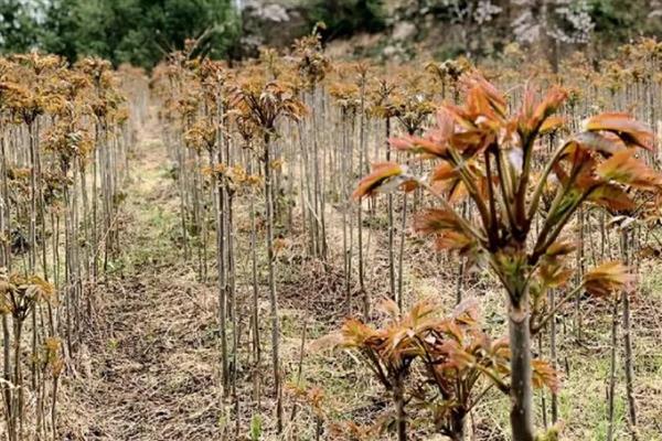 种植香椿的方法,种苗的株距不能小于15厘米