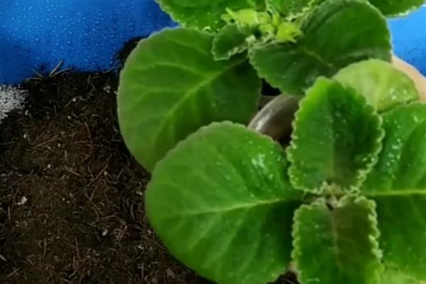 芙蓉花的换盆方法，取出植株修剪根系、待伤口愈合后再栽入新土中
