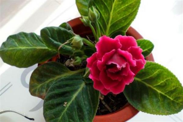 芙蓉花的换盆方法，取出植株修剪根系、待伤口愈合后再栽入新土中