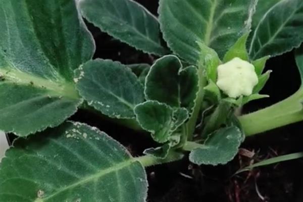 芙蓉花的换盆方法，取出植株修剪根系、待伤口愈合后再栽入新土中