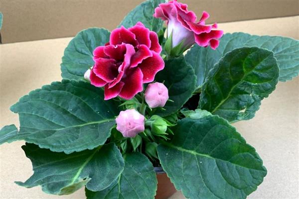 芙蓉花的换盆方法，取出植株修剪根系、待伤口愈合后再栽入新土中