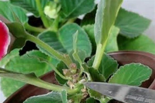 芙蓉花的换盆方法，取出植株修剪根系、待伤口愈合后再栽入新土中
