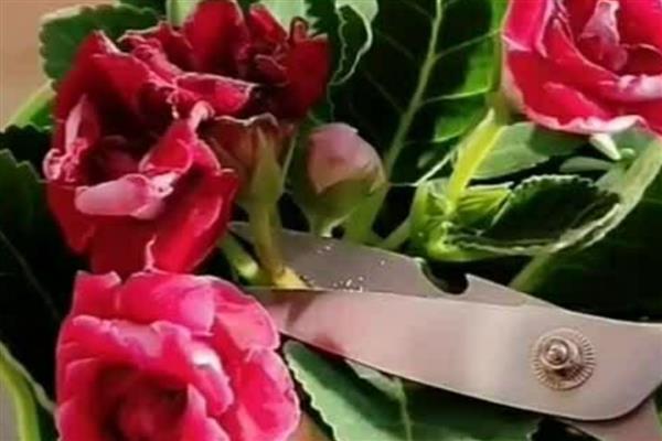 芙蓉花的换盆方法，取出植株修剪根系、待伤口愈合后再栽入新土中