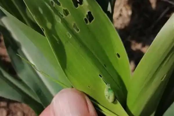 薏米怎么种植,苗高30厘米时追施碳酸氢铵