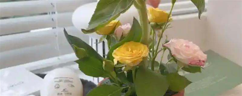 夏季养鲜花的方法，需每隔2-3天浇一次水