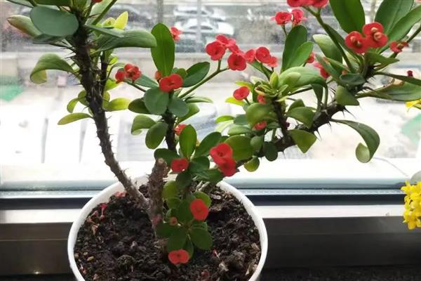 夏季养鲜花的方法，需每隔2-3天浇一次水