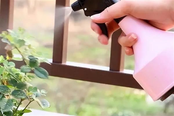 夏季养鲜花的方法，需每隔2-3天浇一次水