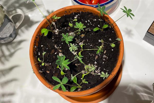 鲁冰花种子的种植方法，春季和秋季均可播种