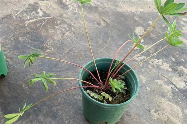 鲁冰花种子的种植方法，春季和秋季均可播种