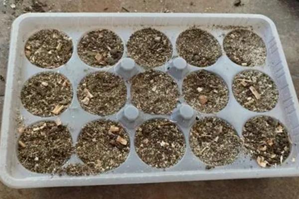 鲁冰花种子的种植方法，春季和秋季均可播种