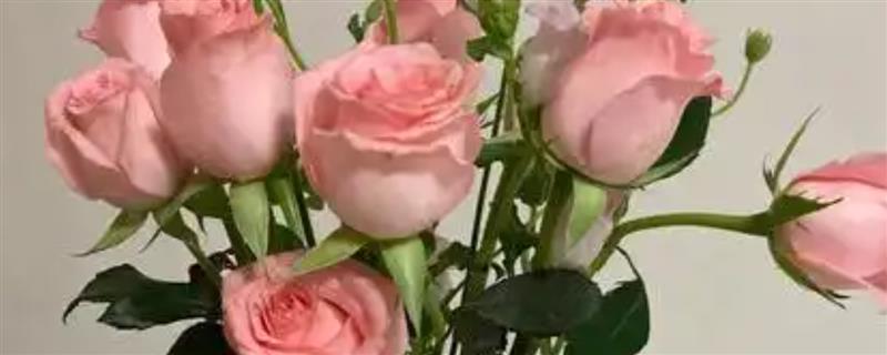 避免玫瑰花枯萎的方法，将花枝基部剪成斜口能让它吸水保鲜