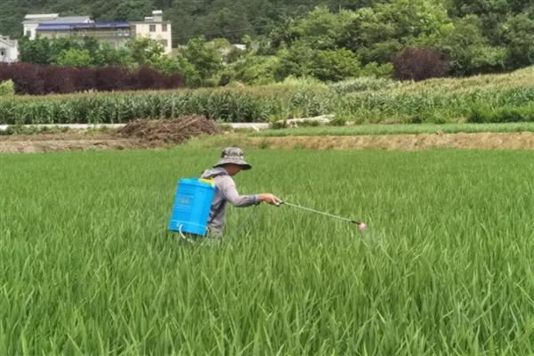 水稻卷叶的原因，以水稻卷叶螟侵袭较为常见
