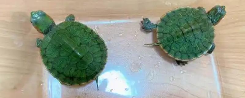 饲养巴西龟用什么水，自来水是最佳选择