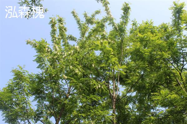 长得快又值钱的树苗种类，常见的有泓森槐、速生杨等