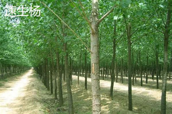 长得快又值钱的树苗种类，常见的有泓森槐、速生杨等