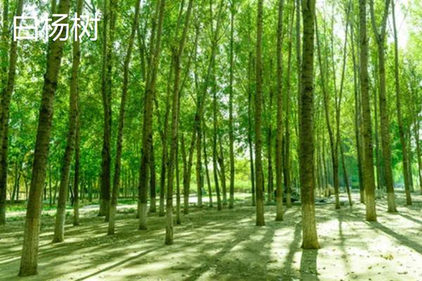 长得快又值钱的树苗种类，常见的有泓森槐、速生杨等