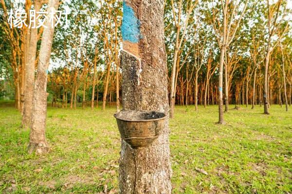长得快又值钱的树苗种类，常见的有泓森槐、速生杨等