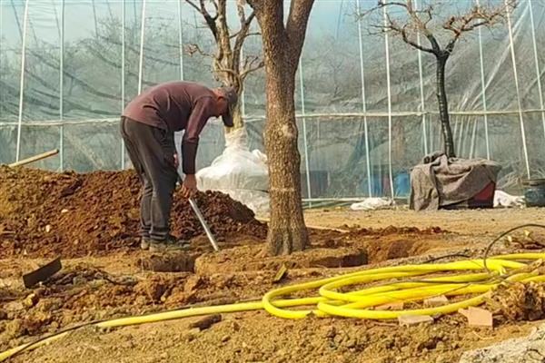 柿子树怎么栽培成活率高，建议在11月份进行