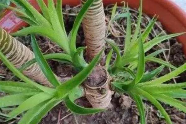 铁血树如何养殖，生长过程中每隔十天提供一次肥料