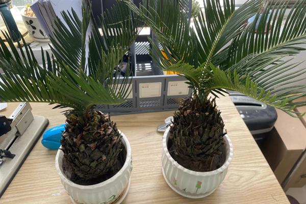 铁血树如何养殖，生长过程中每隔十天提供一次肥料