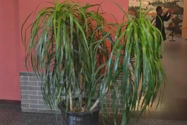 铁血树如何养殖，生长过程中每隔十天提供一次肥料